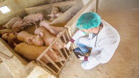 В Коми впервые выявлена африканская чума свиней